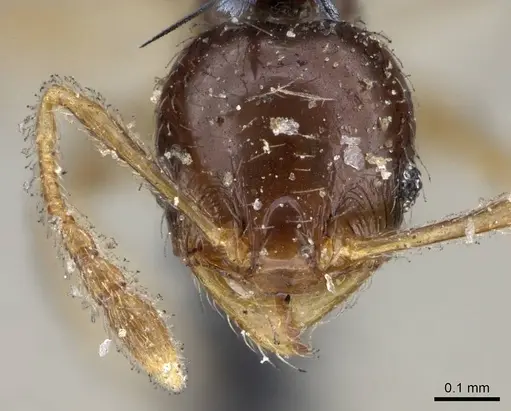 Pheidole umbonata specimen CASENT0919762 image casent0919762_2