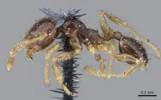 Pheidole umbonata specimen CASENT0919762 image casent0919762_3