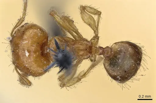 Pheidole umbonata specimen CASENT0919763 image casent0919763_1
