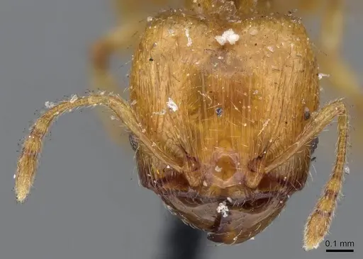 Pheidole umbonata specimen CASENT0919763 image casent0919763_2