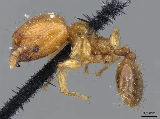 Pheidole umbonata specimen CASENT0919763 image casent0919763_3
