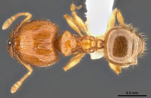 Pheidole umbonata specimen MCZ-ENT00511503-01 image mcz-ent00511503-01_1