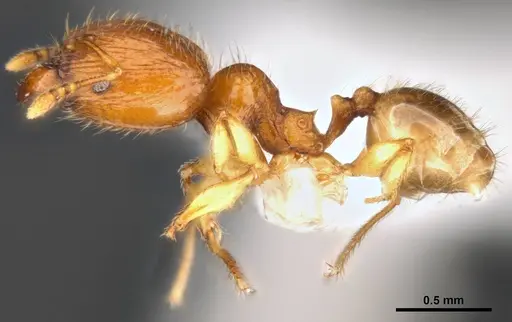 Pheidole umbonata specimen MCZ-ENT00511503-01 image mcz-ent00511503-01_3