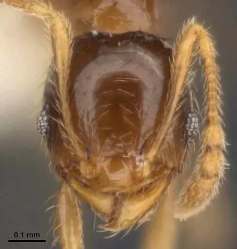 Pheidole umbonata specimen MCZ-ENT00511503-02 image mcz-ent00511503-02_2