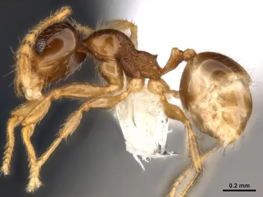 Pheidole umbonata specimen MCZ-ENT00511503-02 image mcz-ent00511503-02_3