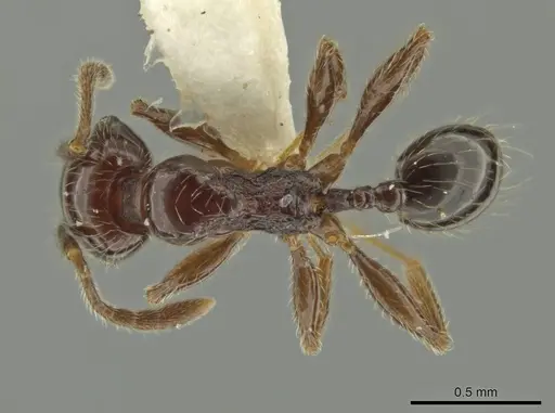 Pheidole umphreyi specimen CASENT0636802 image casent0636802_1