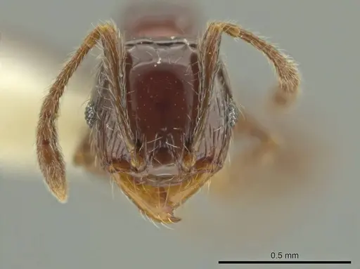 Pheidole umphreyi specimen CASENT0636802 image casent0636802_2