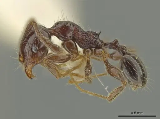 Pheidole umphreyi specimen CASENT0636802 image casent0636802_3