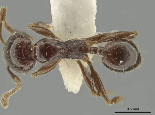 Pheidole umphreyi specimen CASENT0644964 image casent0644964_1