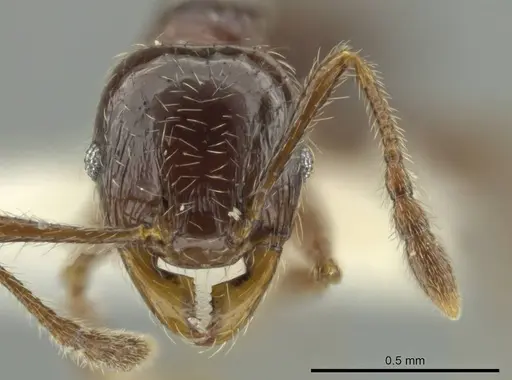 Pheidole umphreyi specimen CASENT0644964 image casent0644964_2