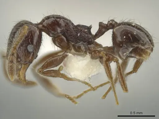 Pheidole umphreyi specimen CASENT0644964 image casent0644964_3