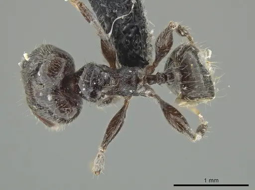 Pheidole umphreyi specimen INBIOCRI002279629 image inbiocri002279629_1