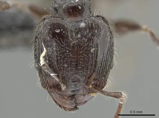 Pheidole umphreyi specimen INBIOCRI002279629 image inbiocri002279629_2