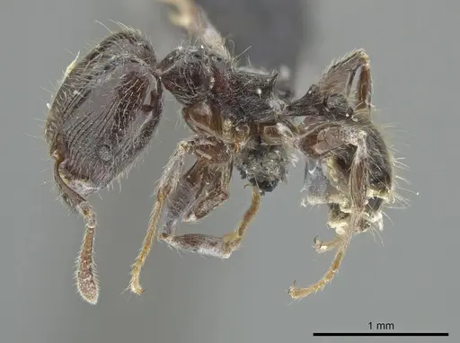 Pheidole umphreyi specimen INBIOCRI002279629 image inbiocri002279629_3