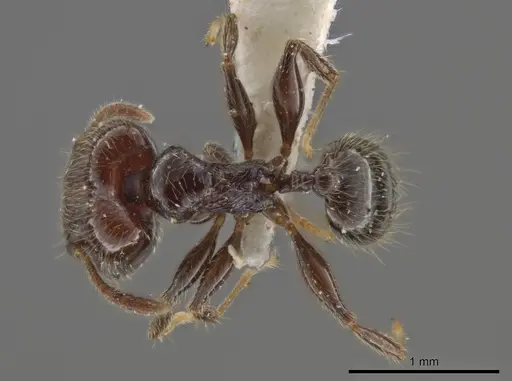 Pheidole umphreyi specimen INBIOCRI002279630 image inbiocri002279630_1