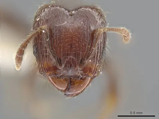 Pheidole umphreyi specimen INBIOCRI002279630 image inbiocri002279630_2