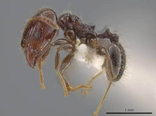 Pheidole umphreyi specimen INBIOCRI002279630 image inbiocri002279630_3