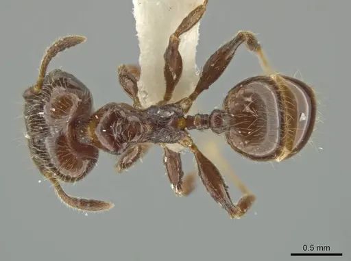 Pheidole umphreyi specimen JTLC000016565 image jtlc000016565_1