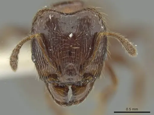 Pheidole umphreyi specimen JTLC000016565 image jtlc000016565_2