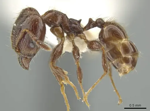 Pheidole umphreyi specimen JTLC000016565 image jtlc000016565_3