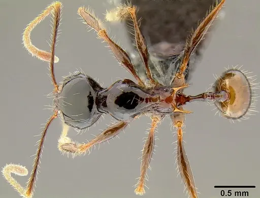 Pheidole uncagena specimen CASENT0171026 image casent0171026_1