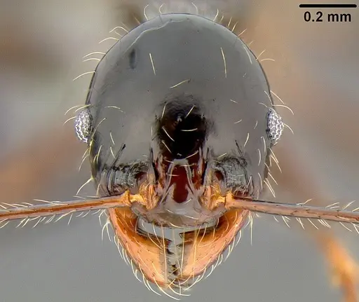 Pheidole uncagena specimen CASENT0171026 image casent0171026_2