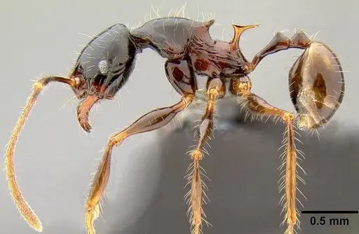 Pheidole uncagena specimen CASENT0171026 image casent0171026_3