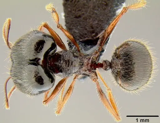 Pheidole uncagena specimen CASENT0171110 image casent0171110_1