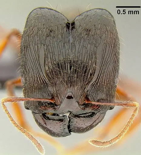 Pheidole uncagena specimen CASENT0171110 image casent0171110_2