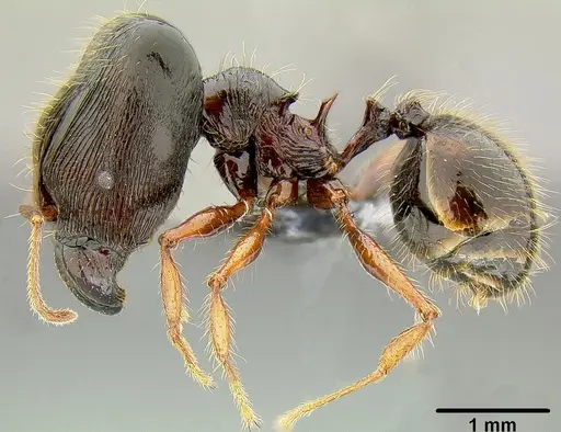 Pheidole uncagena specimen CASENT0171110 image casent0171110_3