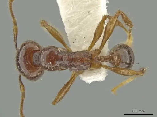 Pheidole unicornis specimen CASENT0645887 image casent0645887_1