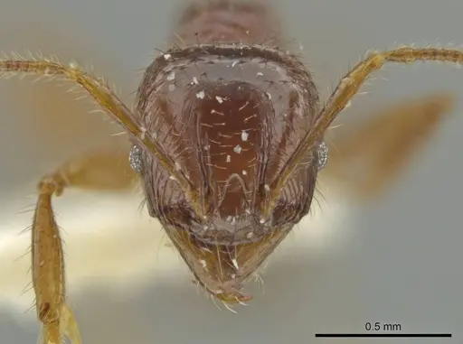 Pheidole unicornis specimen CASENT0645887 image casent0645887_2