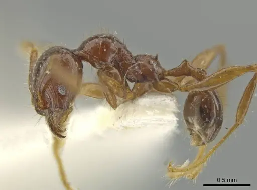 Pheidole unicornis specimen CASENT0645887 image casent0645887_3