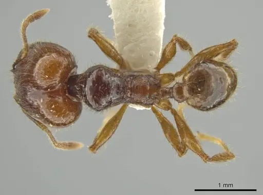 Pheidole unicornis specimen JTLC000016566 image jtlc000016566_1