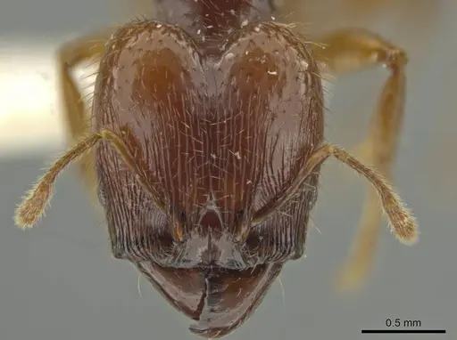 Pheidole unicornis specimen JTLC000016566 image jtlc000016566_2