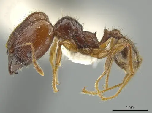 Pheidole unicornis specimen JTLC000016566 image jtlc000016566_3