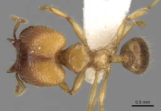Pheidole upeneci specimen CASENT0281684 image casent0281684_1