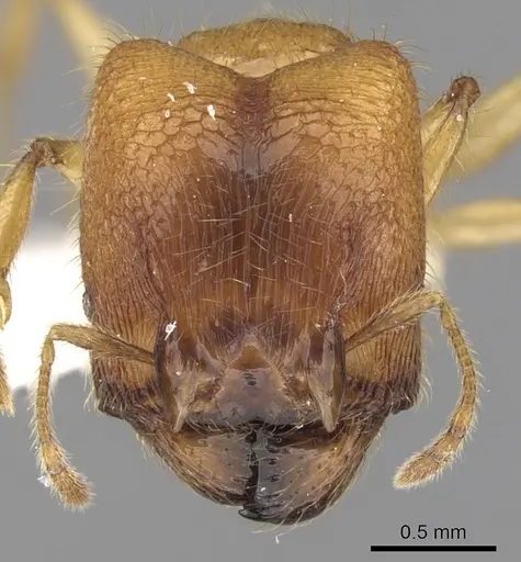 Pheidole upeneci specimen CASENT0281684 image casent0281684_2