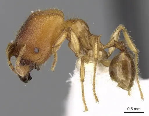 Pheidole upeneci specimen CASENT0281684 image casent0281684_3