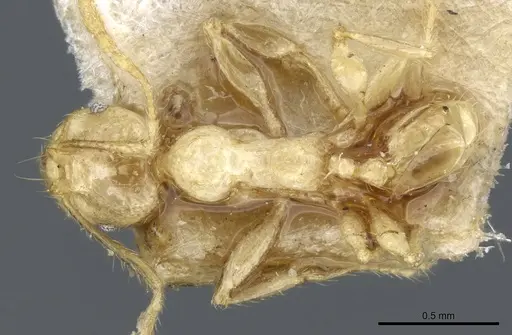 Pheidole upeneci specimen CASENT0904261 image casent0904261_1