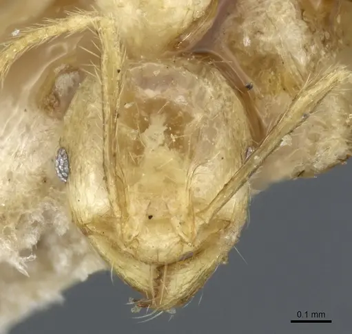 Pheidole upeneci specimen CASENT0904261 image casent0904261_2