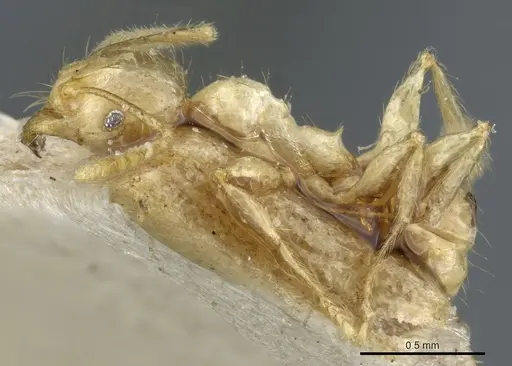 Pheidole upeneci specimen CASENT0904261 image casent0904261_3