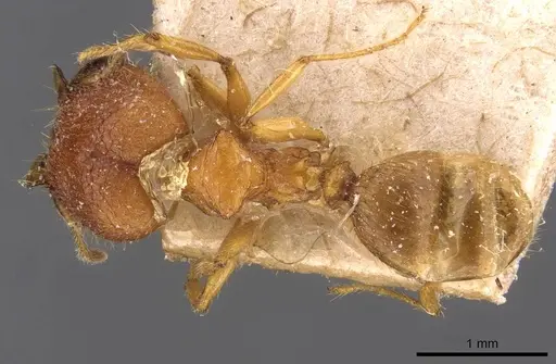 Pheidole upeneci specimen CASENT0907773 image casent0907773_1