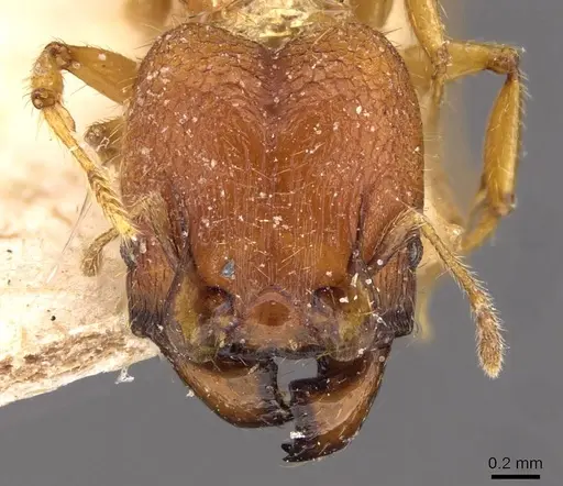 Pheidole upeneci specimen CASENT0907773 image casent0907773_2
