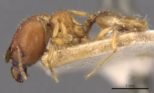 Pheidole upeneci specimen CASENT0907773 image casent0907773_3