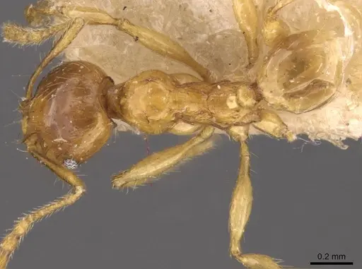 Pheidole upeneci specimen CASENT0907774 image casent0907774_1