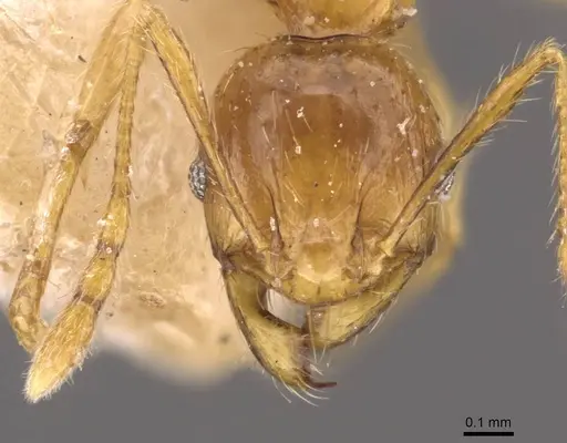 Pheidole upeneci specimen CASENT0907774 image casent0907774_2