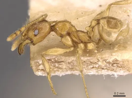 Pheidole upeneci specimen CASENT0907774 image casent0907774_3