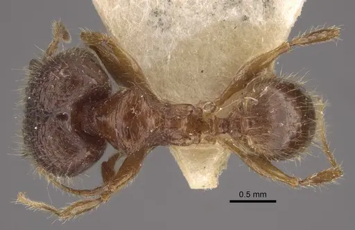 Pheidole upeneci specimen CASENT0917794 image casent0917794_1