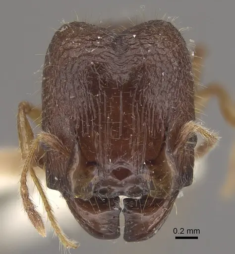 Pheidole upeneci specimen CASENT0917794 image casent0917794_2